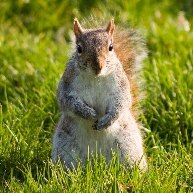 Image of a cute squirrel standing in grass