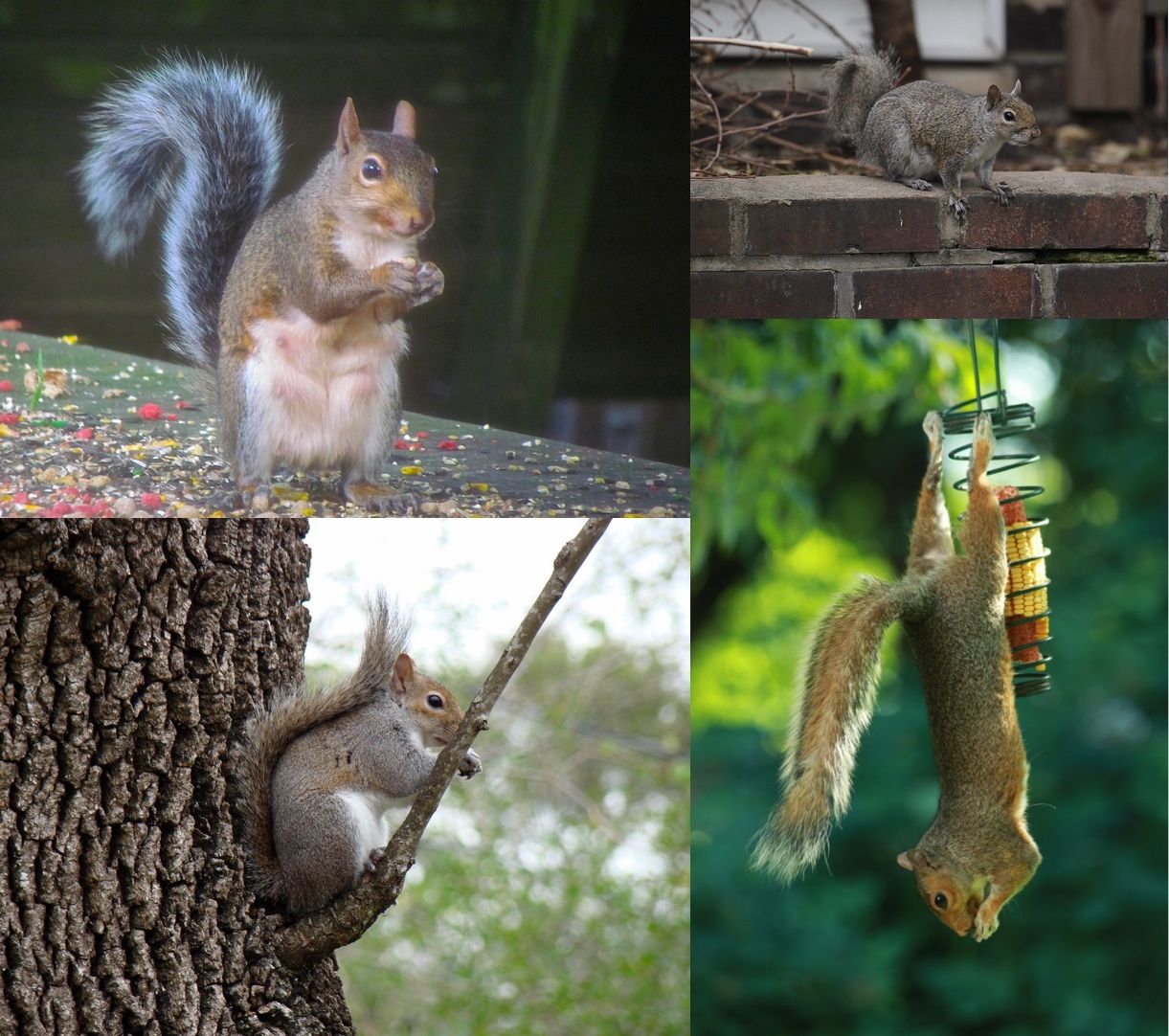 Three images of squirrels returned when querying "backyard squirrels" on DuckDuckGo