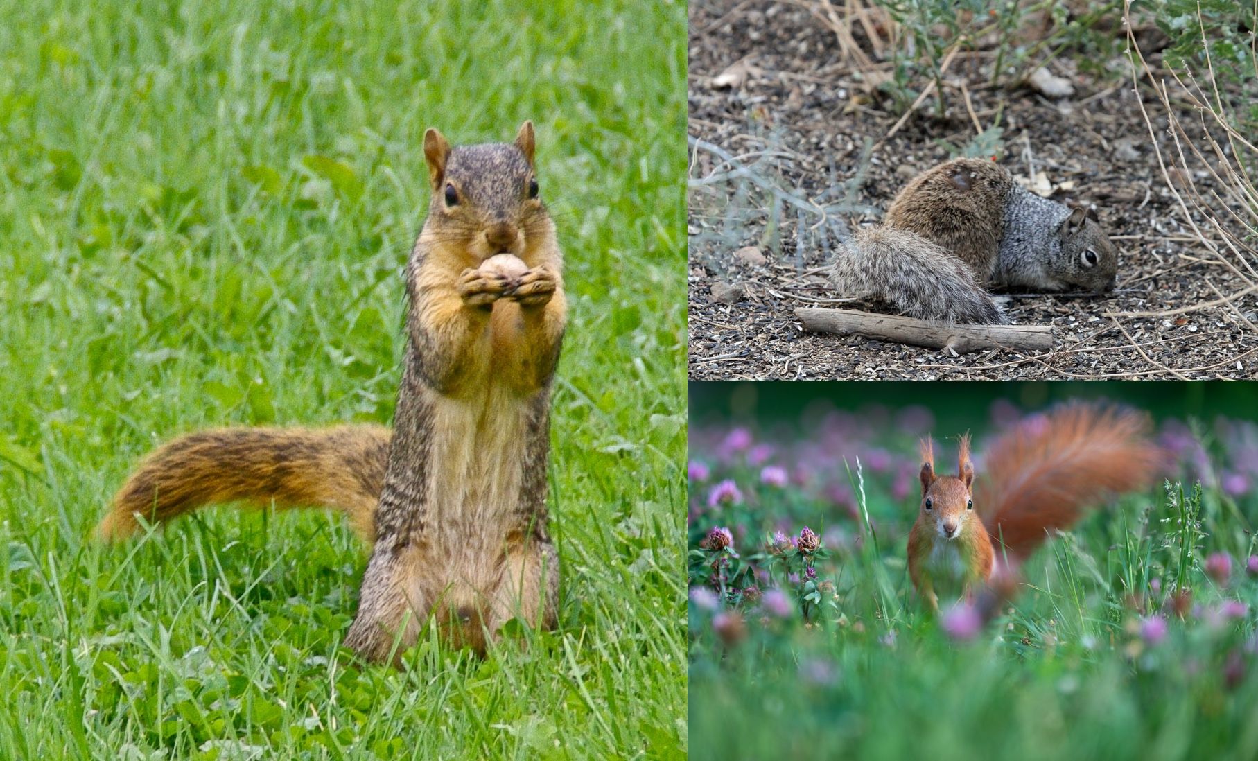 Three images of squirrels returned when querying "field squirrels" on DuckDuckGo