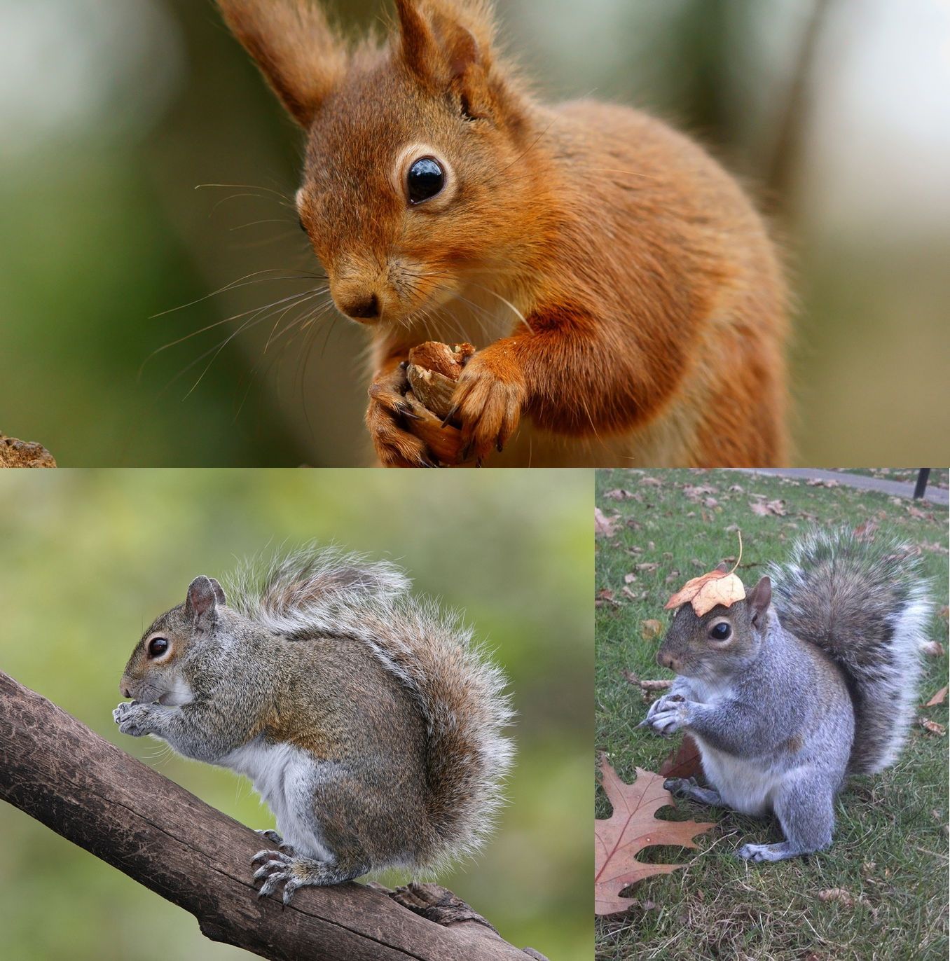 Three images of squirrels returned when querying "squirrels" on DuckDuckGo