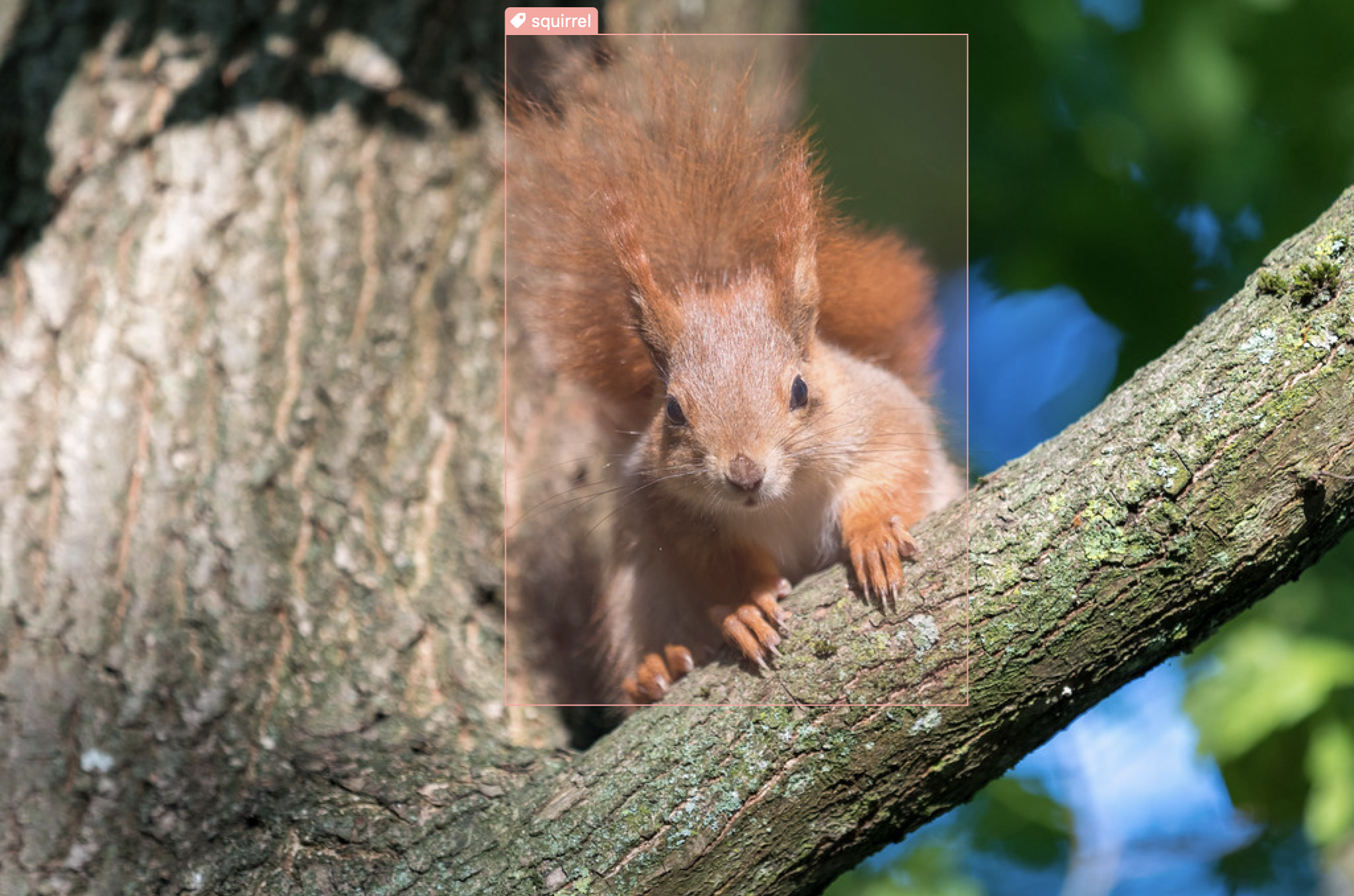 Same image showing a squirrel in a tree with the correct bounding box