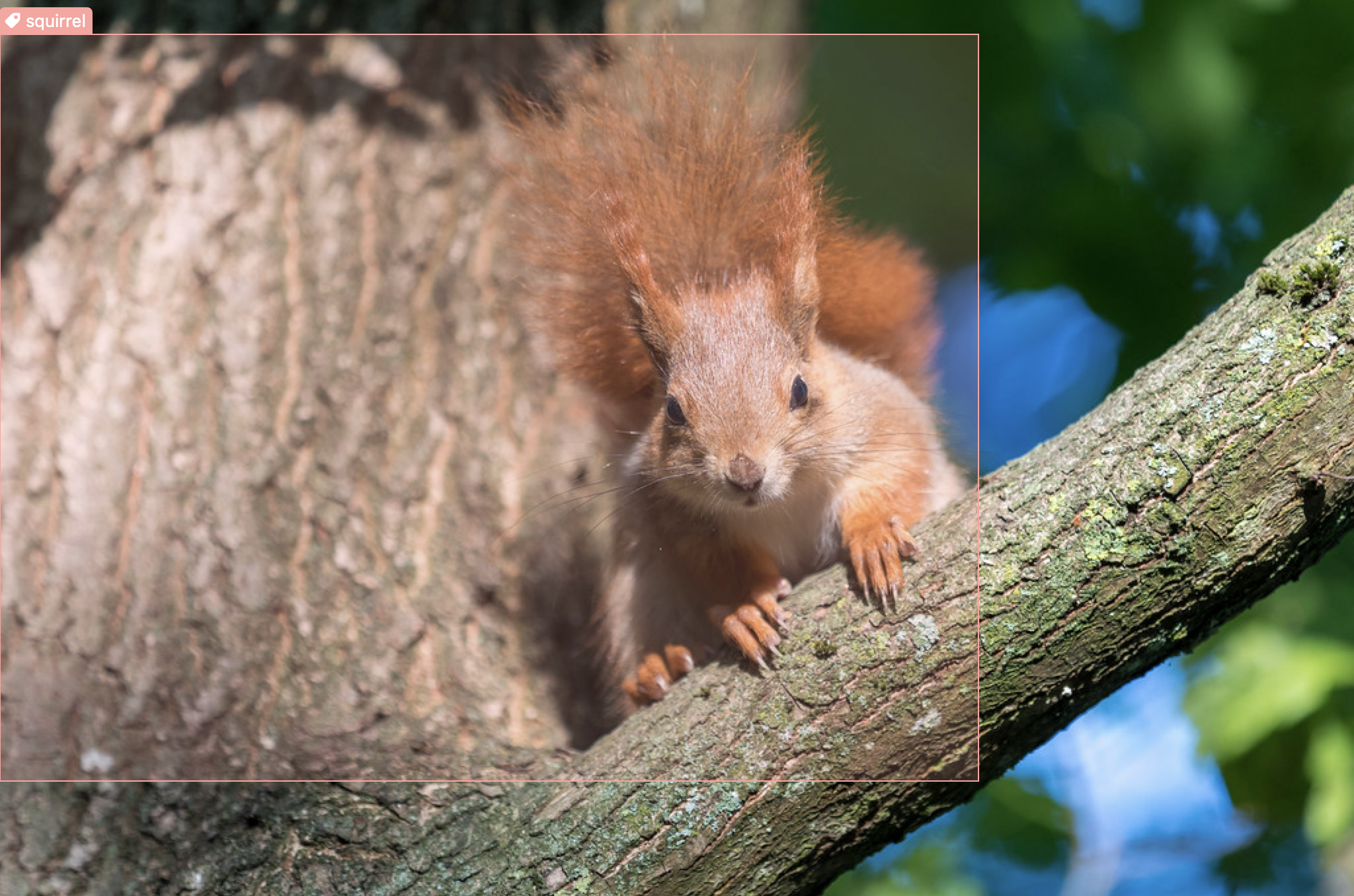 Image showing a squirrel in a tree with an incorrect bounding box extending further than it should